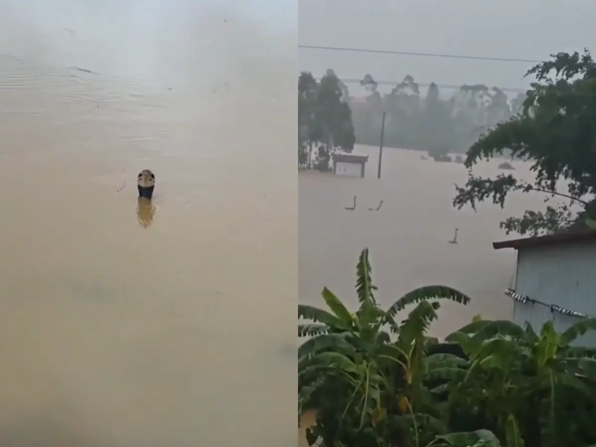 Watch: Over 900 snakes slither through China floodwaters; Typhoon Maysak unleashes venomous cobras - one bitten Watch: Over 900 snakes slither through China floodwaters; Typhoon Maysak unleashes venomous cobras - one bitten