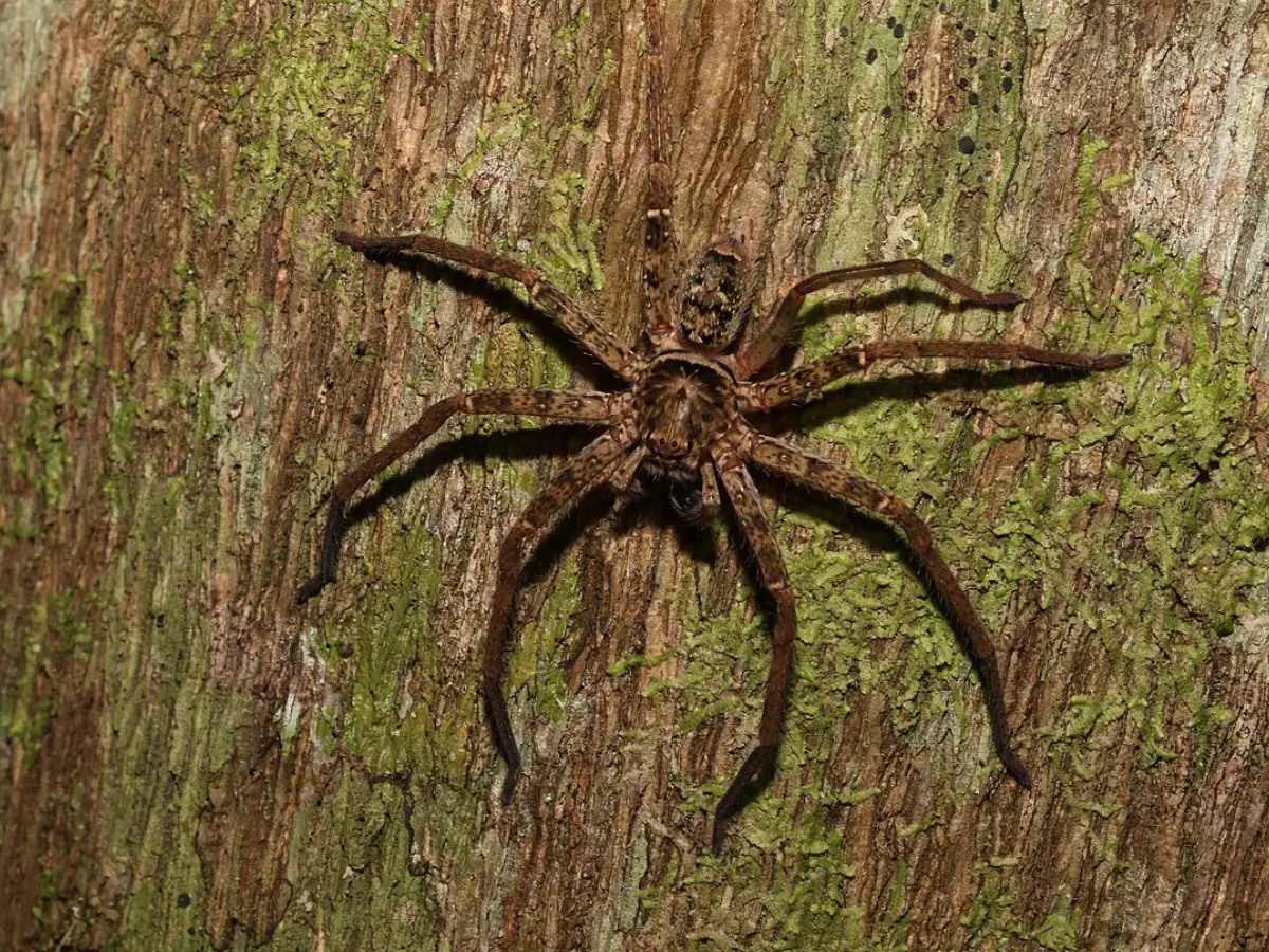 Arachnophobes beware! Fastest spider on Earth, that moves 12 feet in 1 second, has just been identified Arachnophobes beware! Fastest spider on Earth, that moves 12 feet in 1 second, has just been identified