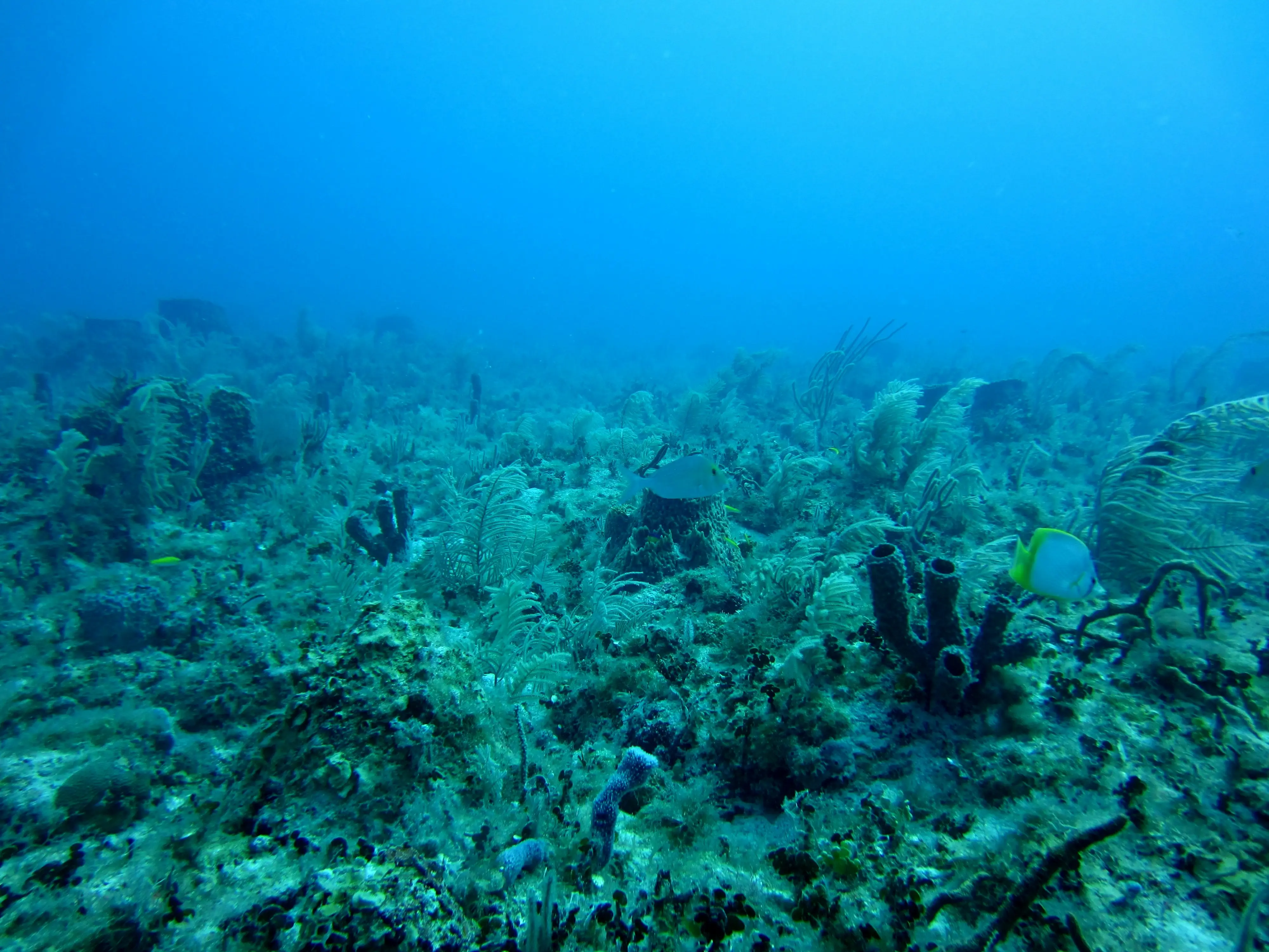 Japanese researchers find invisible gold in massive quantities hiding beneath seafloor Japanese researchers find invisible gold in massive quantities hiding beneath seafloor