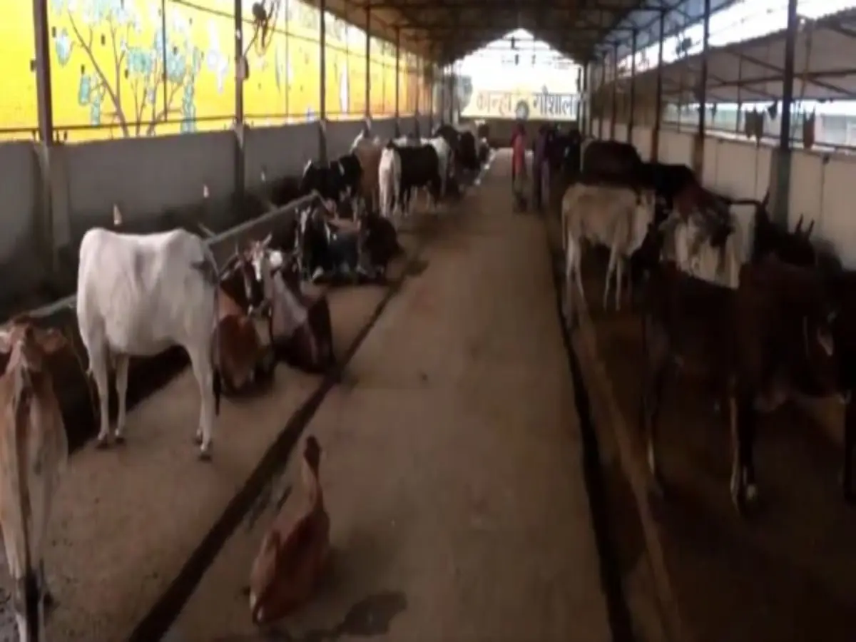 Ban order on slaughter of cows on Bakrid in Tamil Nadu stayed, says Supreme Court Ban order on slaughter of cows on Bakrid in Tamil Nadu stayed, says Supreme Court