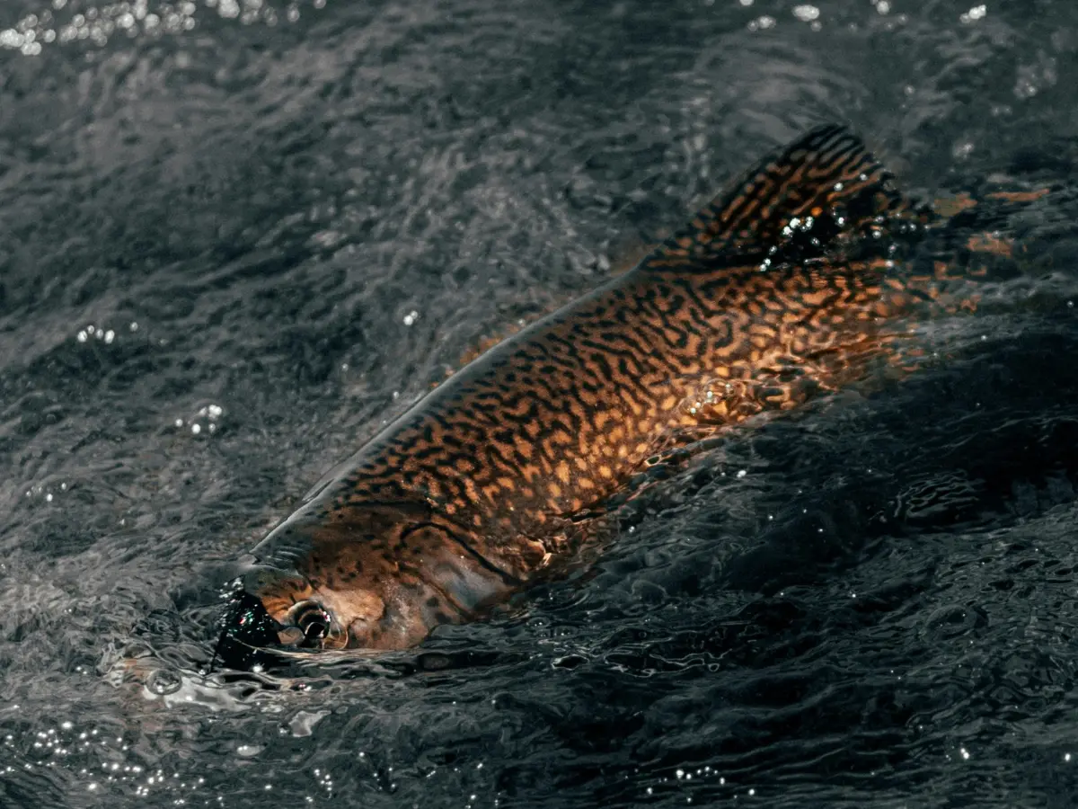 'Monster fish' 20 times their original size are swarming Scottish lochs 'Monster fish' 20 times their original size are swarming Scottish lochs