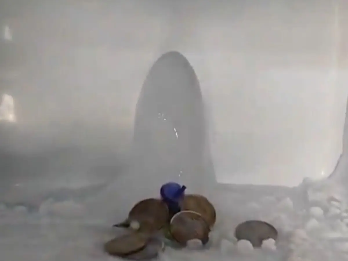 'Shivling' found inside freezer? Agra family's viral ice formation attracts devotees 'Shivling' found inside freezer? Agra family's viral ice formation attracts devotees