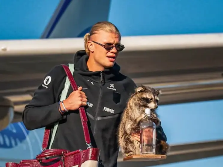 FIFA World Cup 2026: Norway's Erling Haaland returns home with a raccoon FIFA World Cup 2026: Norway's Erling Haaland returns home with a raccoon
