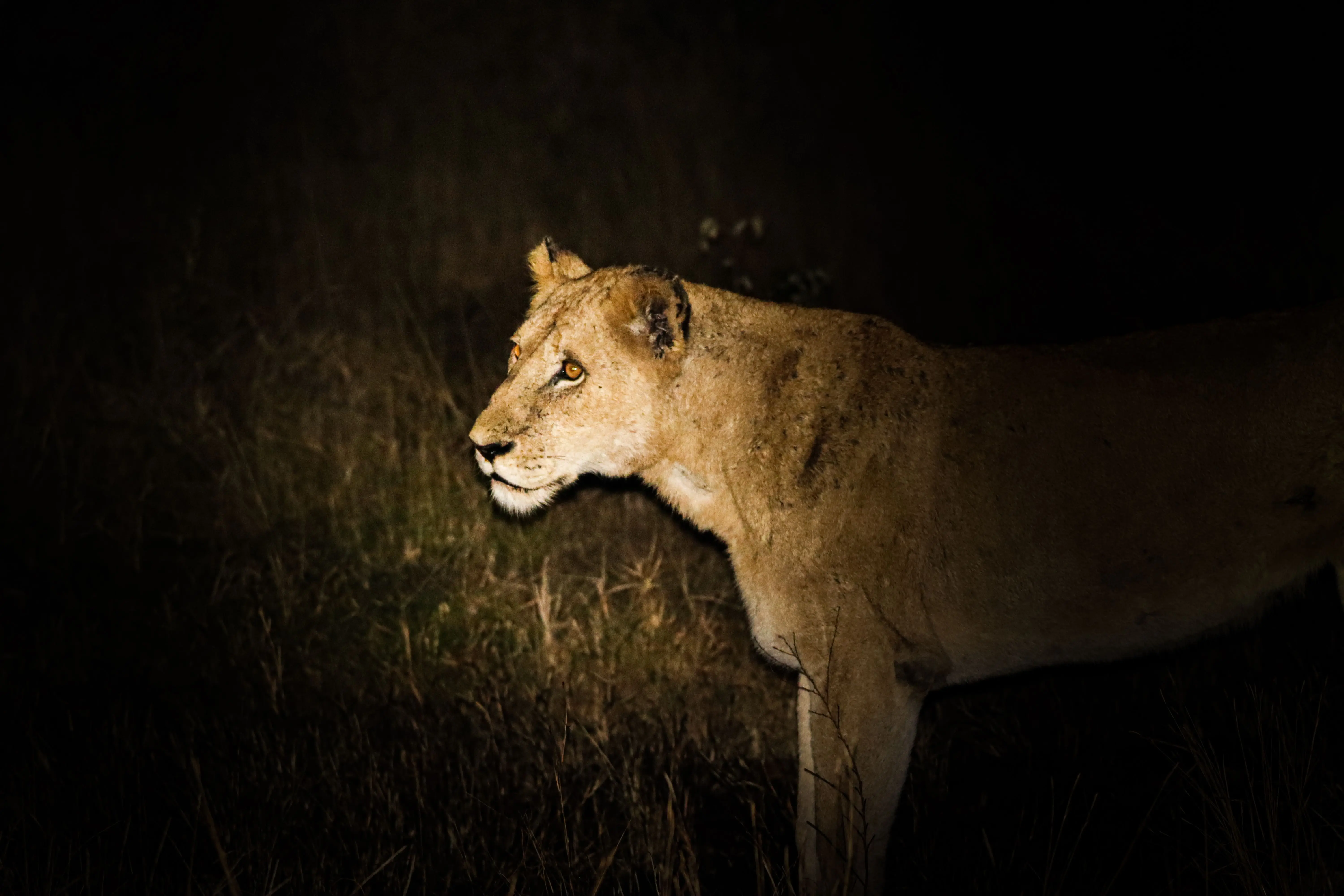 India’s first night safari: Supreme Court clears massive ₹1,500 crore wildlife project in Lucknow