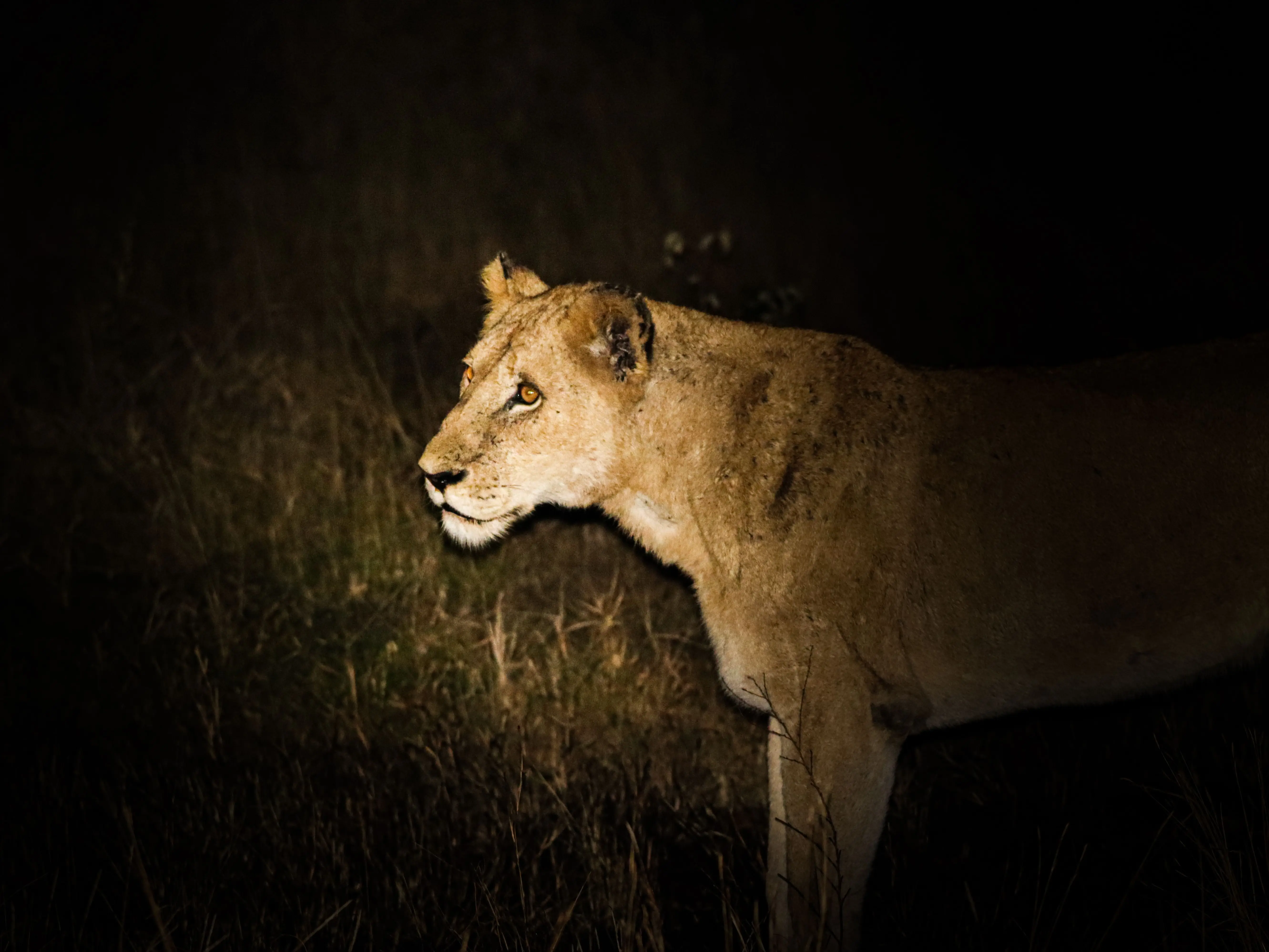 India’s first night safari: Supreme Court clears massive ₹1,500 crore wildlife project in Lucknow India’s first night safari: Supreme Court clears massive ₹1,500 crore wildlife project in Lucknow