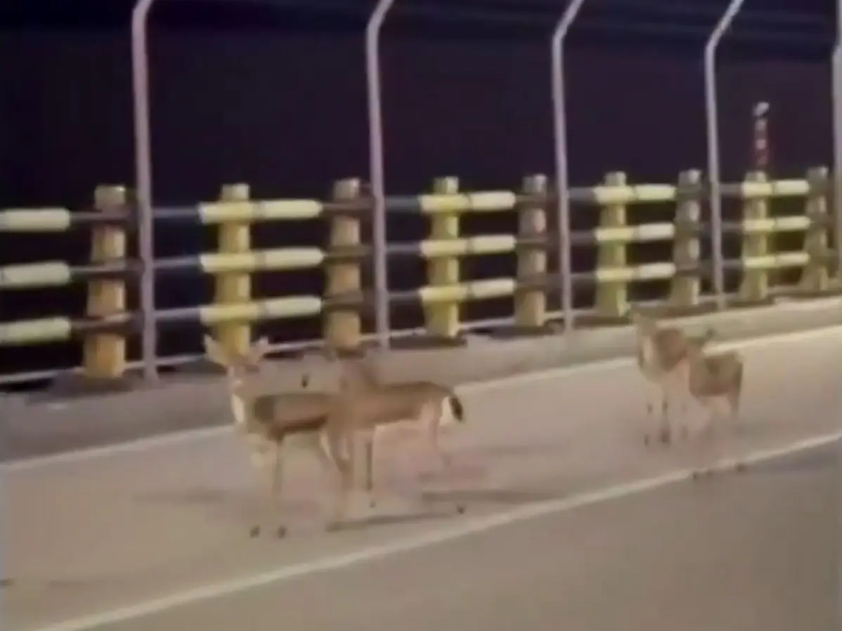 WATCH | Terrified deer flee in panic on Iran’s Kharg Island amid US strikes WATCH | Terrified deer flee in panic on Iran’s Kharg Island amid US strikes
