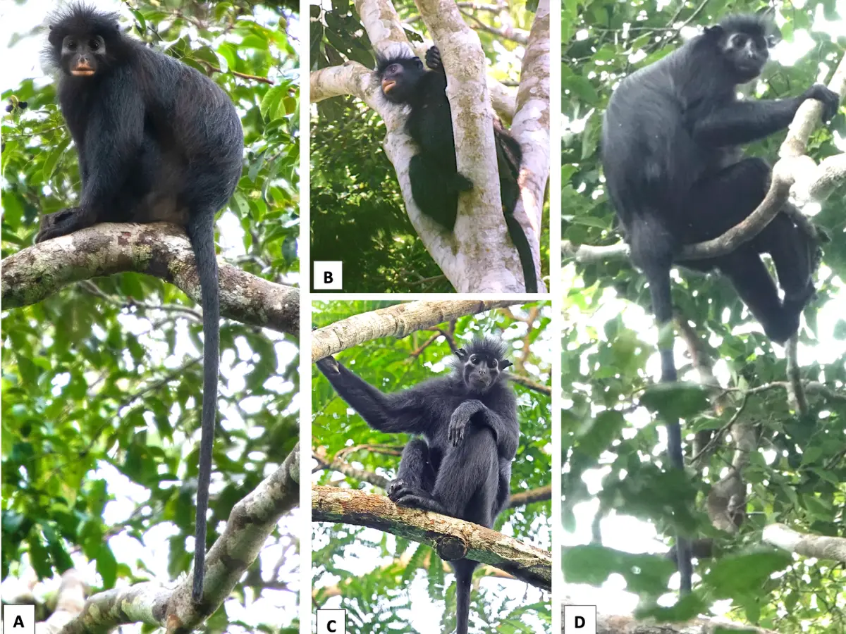 'Shy and watchful' monkey with no thumb and orange lips discovered in Africa 'Shy and watchful' monkey with no thumb and orange lips discovered in Africa