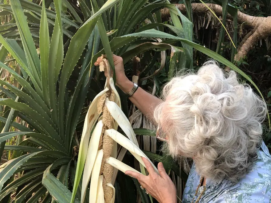 Older than Himalayas: 85mn-year-old Kewra plant reached India 24mn years ago, fossil discovery in Assam shows Older than Himalayas: 85mn-year-old Kewra plant reached India 24mn years ago, fossil discovery in Assam shows