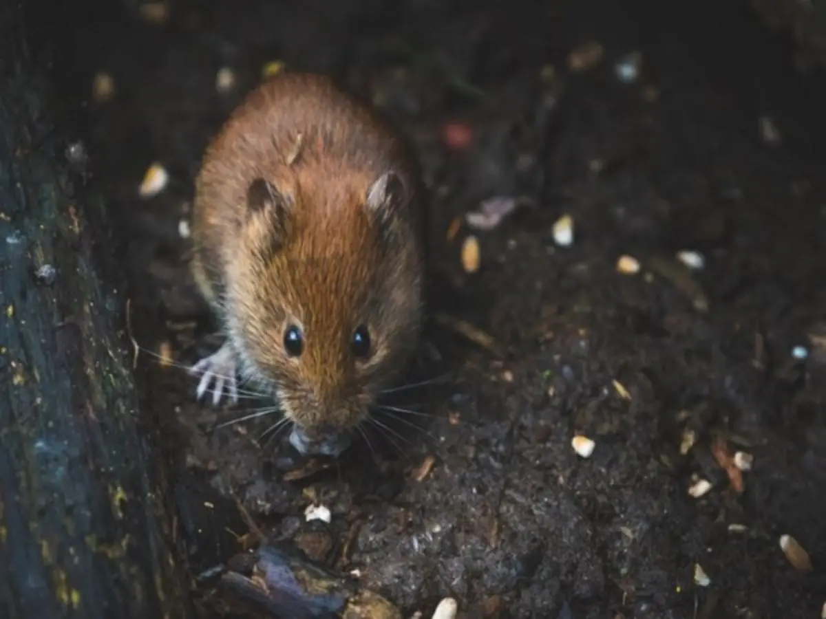Rats bite six girls asleep in Maharashtra government hostel, inquiry ordered into school condition