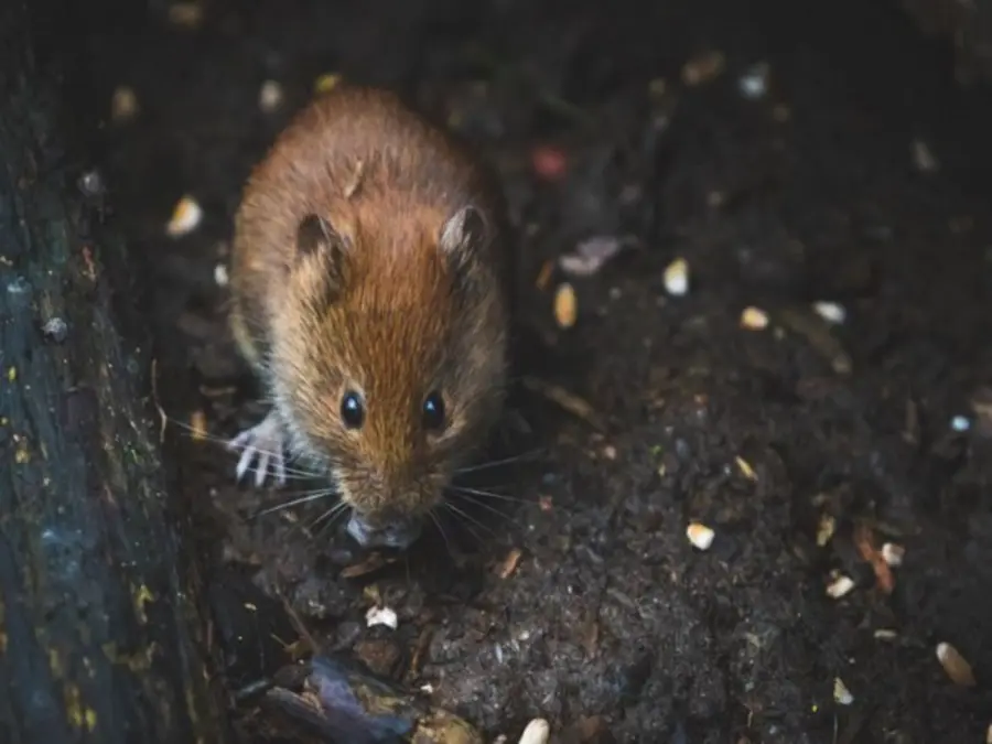 Rats bite six girls asleep in Maharashtra government hostel, inquiry ordered into school condition
