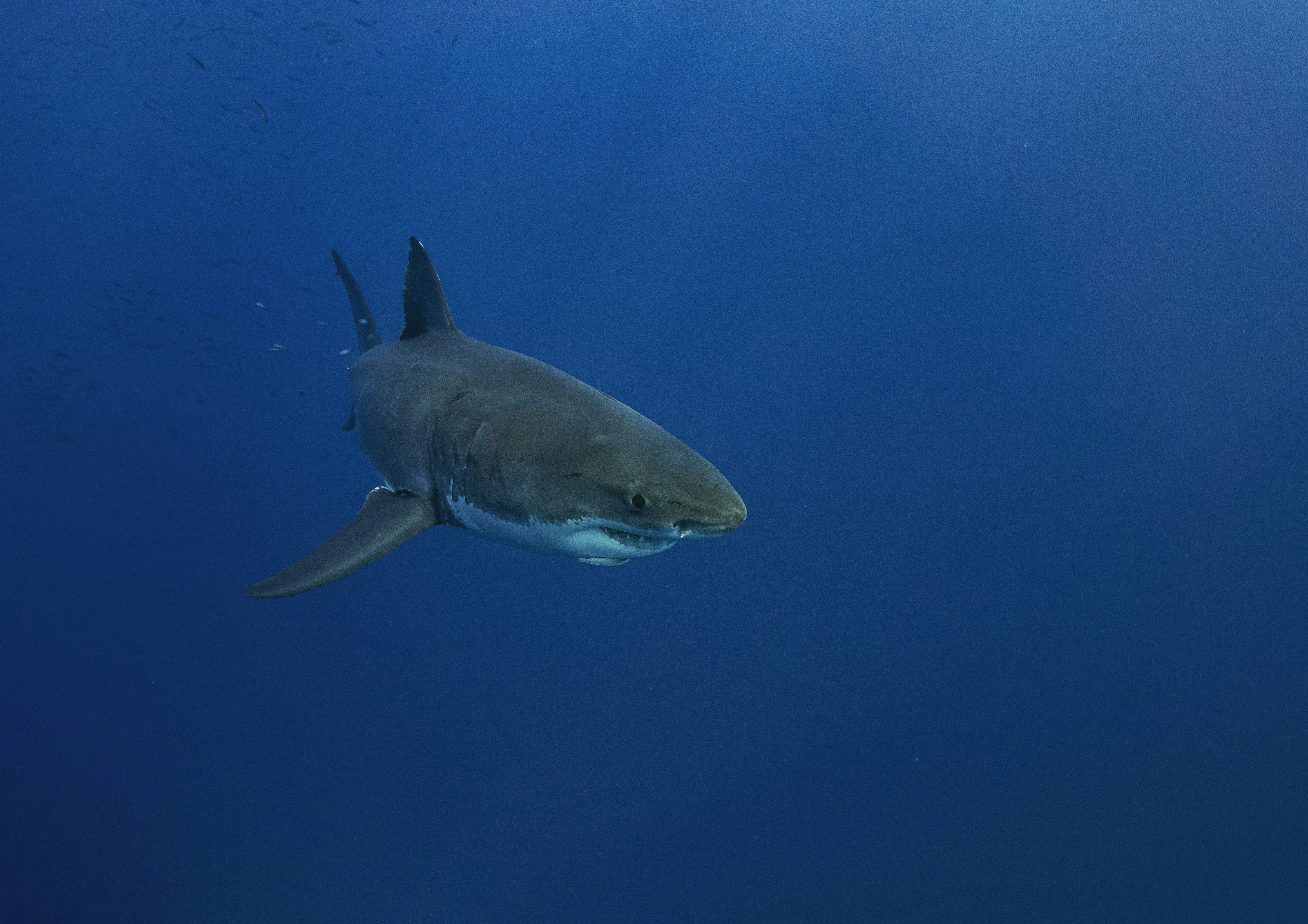 Sharks expected to invade California beaches as Super El Nino heats up the Pacific