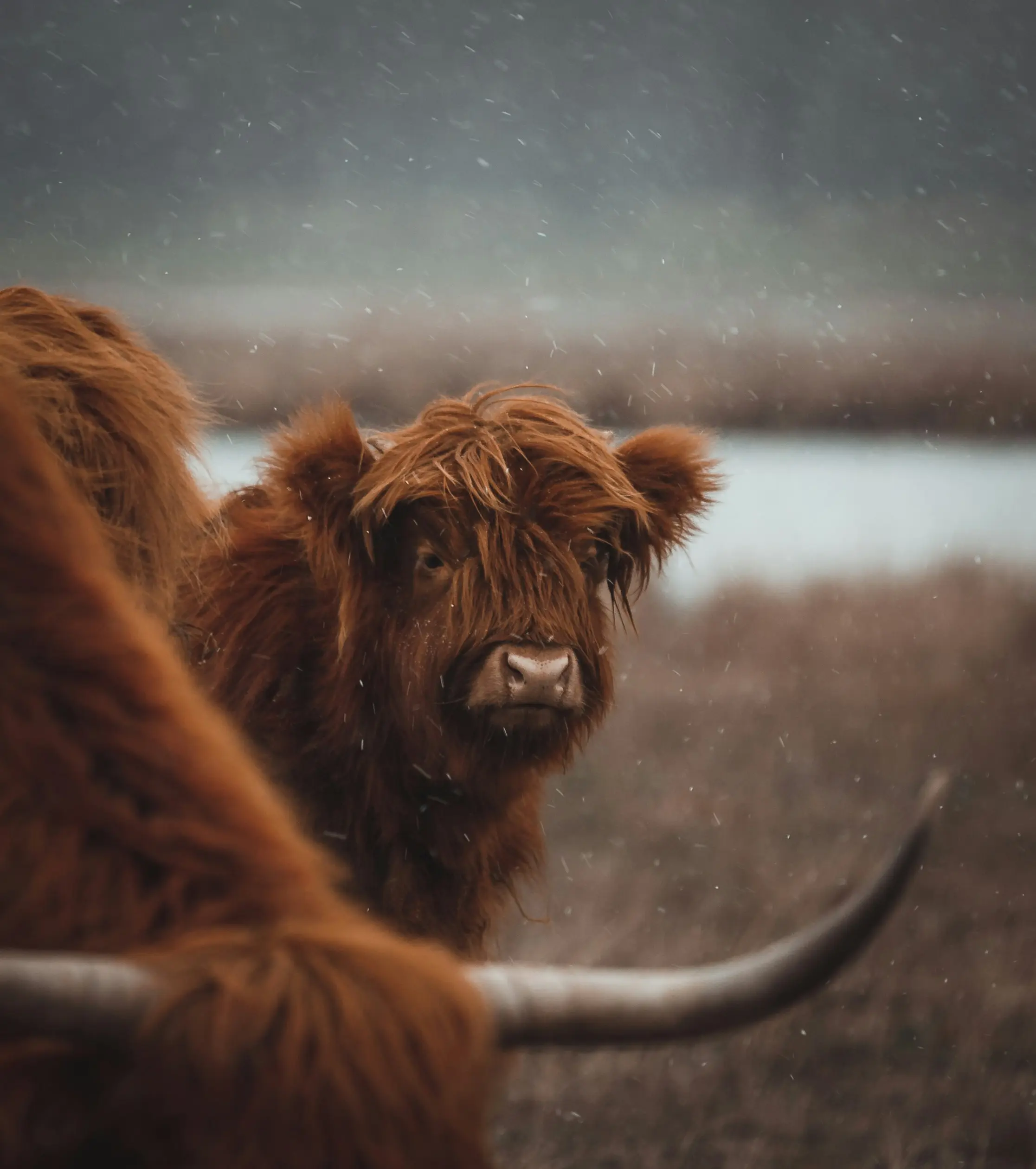 Man carries baby yak on his back and treks a km down the mountain after it falls sick - Video