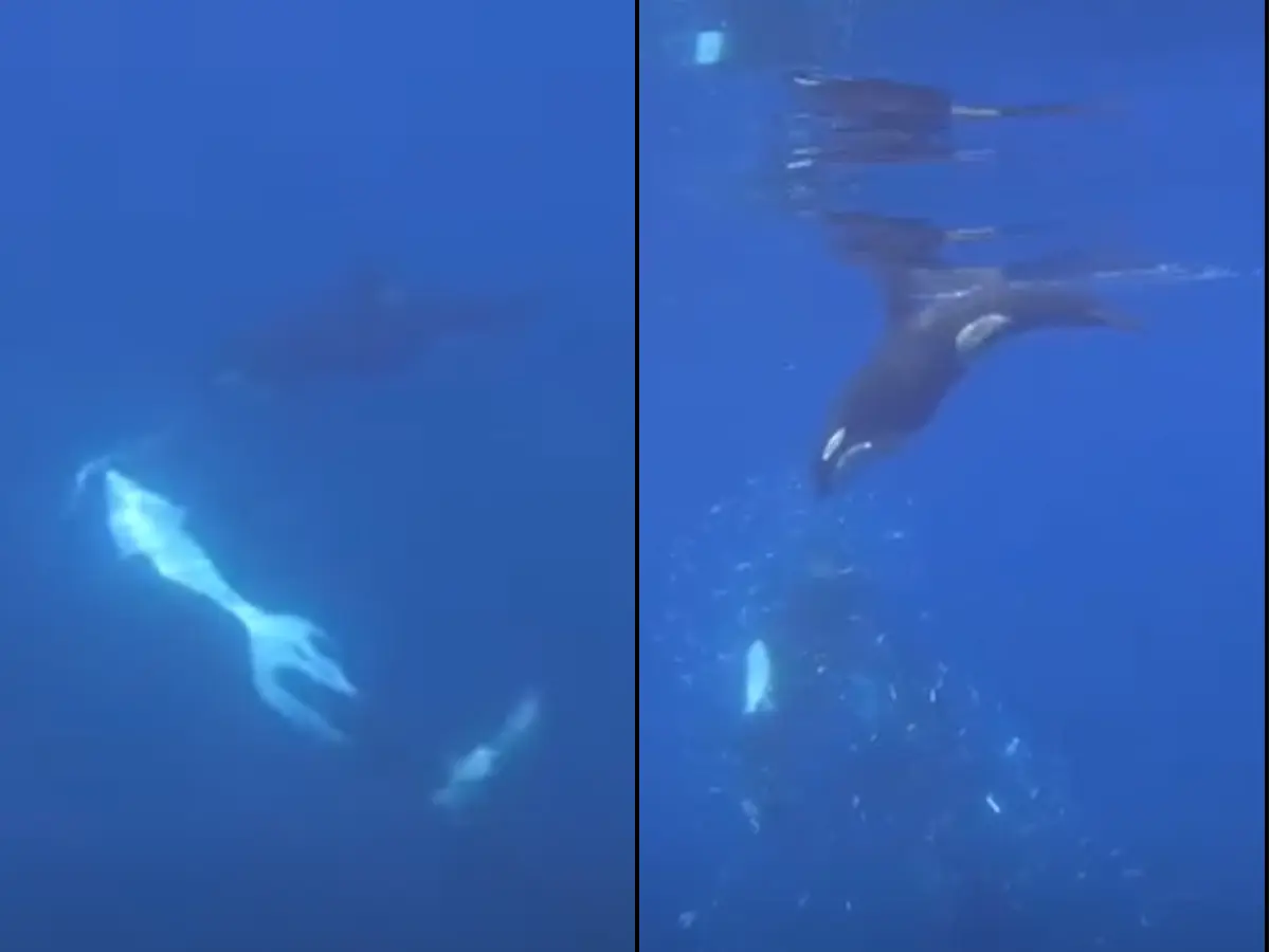 'Oh my god!' Orca deliberately rams into sunfish so hard that it exploded. For food or fun? 'Oh my god!' Orca deliberately rams into sunfish so hard that it exploded. For food or fun?