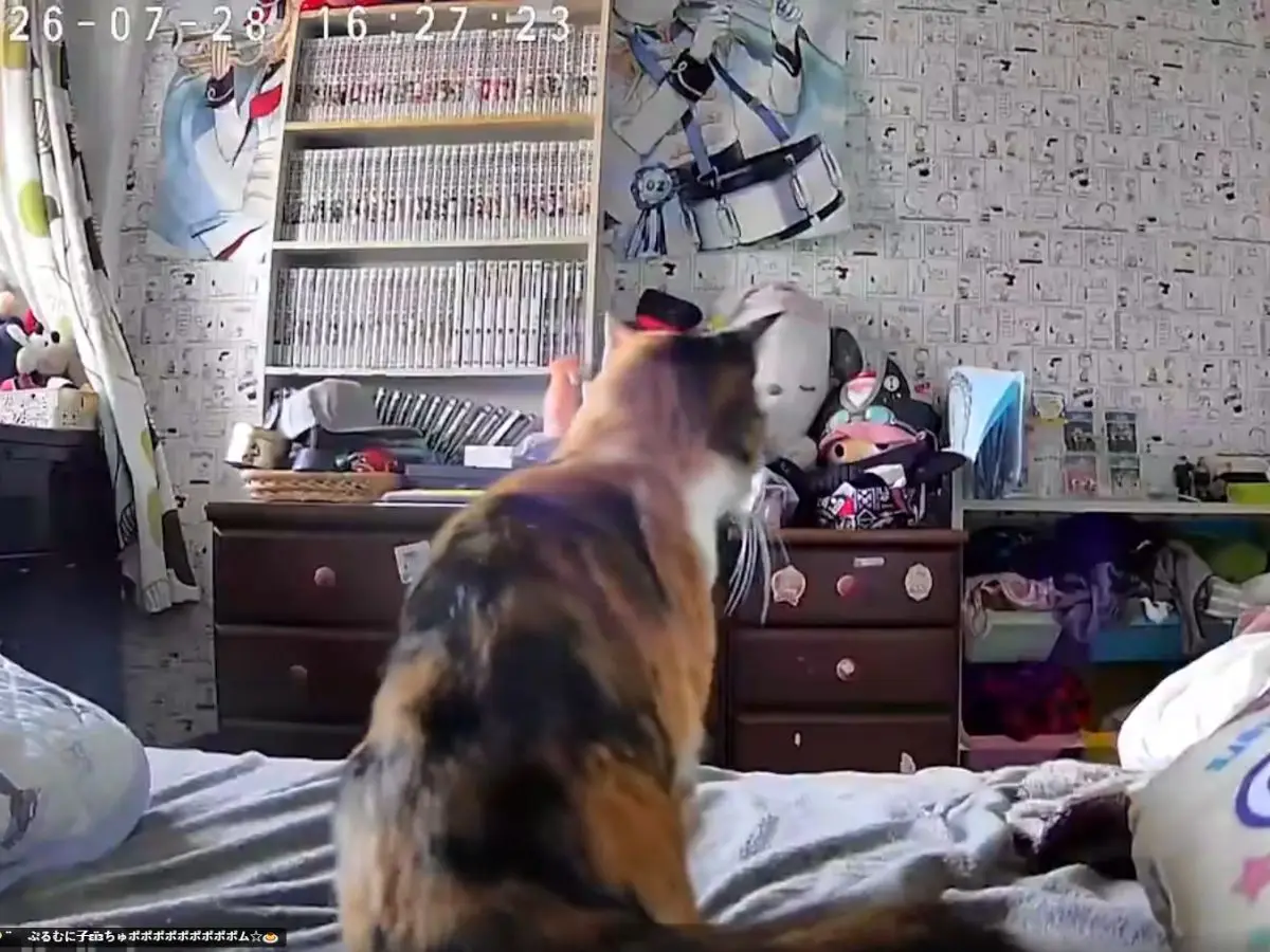 Cat’s bizarre reaction before Japan earthquake goes viral: Did it detect the tremors?