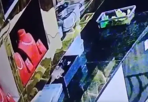 Greatest heist? Rat caught in CCTV stealing 10 'gold rings' worth around Rs 10 lakh from Karnataka store: VIDEO