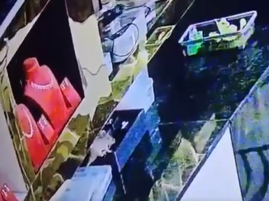 Greatest heist? Rat caught in CCTV stealing 10 'gold rings' worth around Rs 10 lakh from Karnataka store: VIDEO