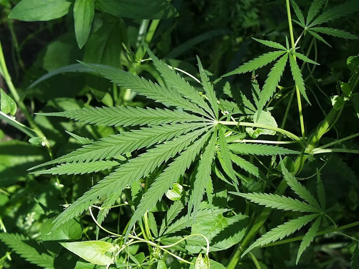 Nepal's Gandaki province, bordering Bihar allows cultivation of medical marijuana