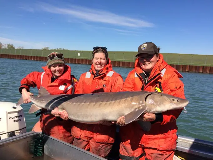 ‘Living dinosaurs’ could be 400 years old: Great Lakes fish may have astonishing lifespan