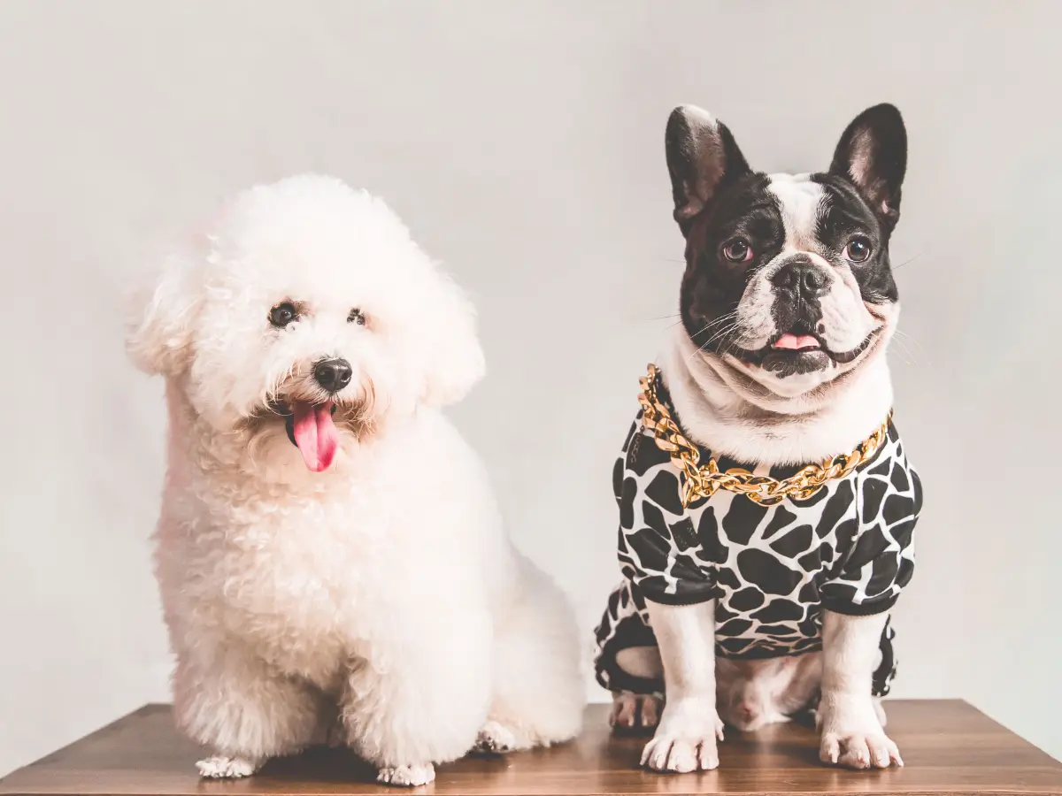 Top 5 most popular dog names that every pet parent will love Top 5 most popular dog names that every pet parent will love