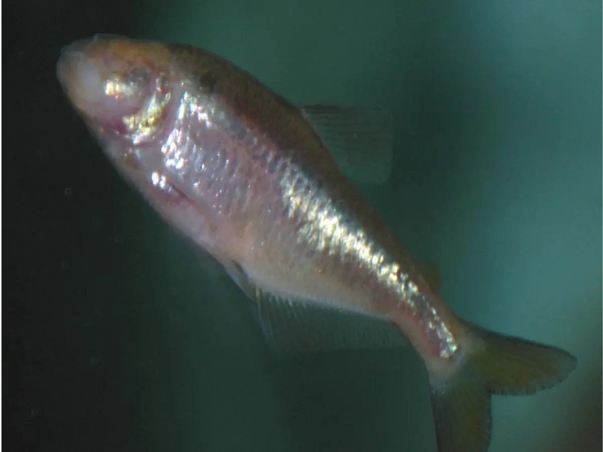 Demogorgon fish with no eyes found in cave under military land in Alabama Demogorgon fish with no eyes found in cave under military land in Alabama