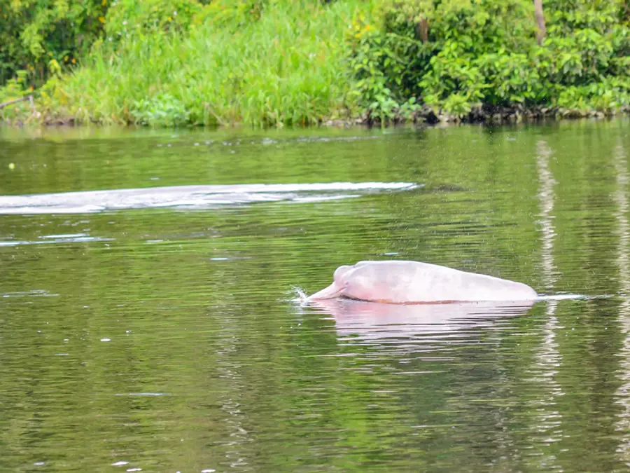 Why does this Amazonian river actually boil?