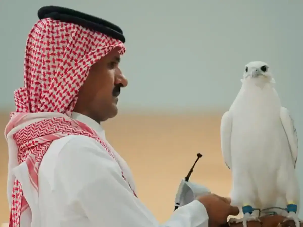Why did this falcon sell for $346,000? Rare bird becomes Saudi auction sensation Why did this falcon sell for $346,000? Rare bird becomes Saudi auction sensation