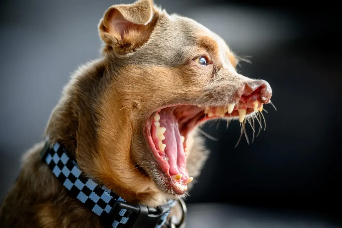 50 Years of unconditional love: Meet 2026’s World’s Ugliest Dog