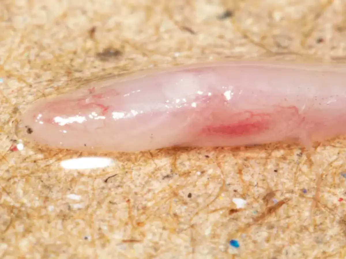 Indian and Chinese scientists discover new underground blind eel on Indo-Nepal border Indian and Chinese scientists discover new underground blind eel on Indo-Nepal border