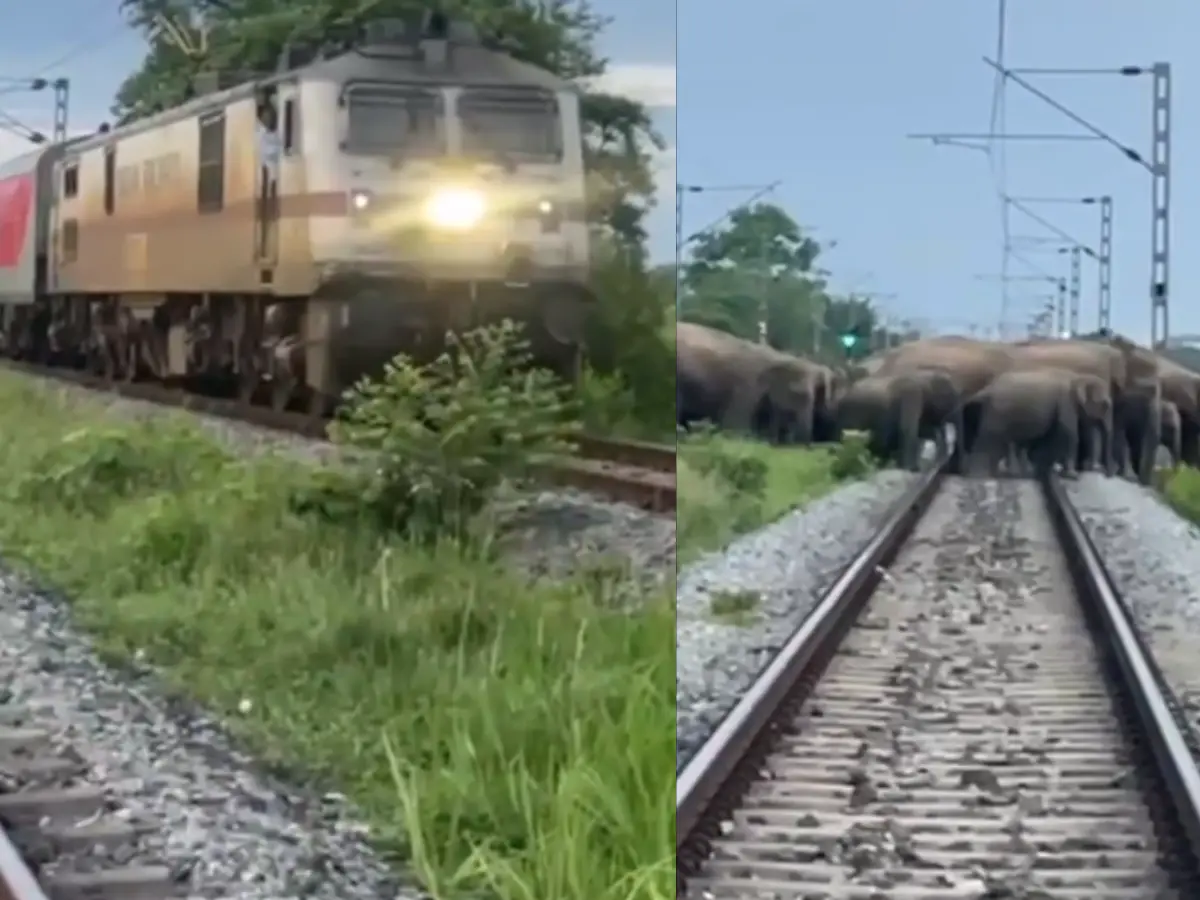 Heartwarming video: Rajdhani Express halts to ensure herd of elephants cross railway track safely - WATCH Heartwarming video: Rajdhani Express halts to ensure herd of elephants cross railway track safely - WATCH