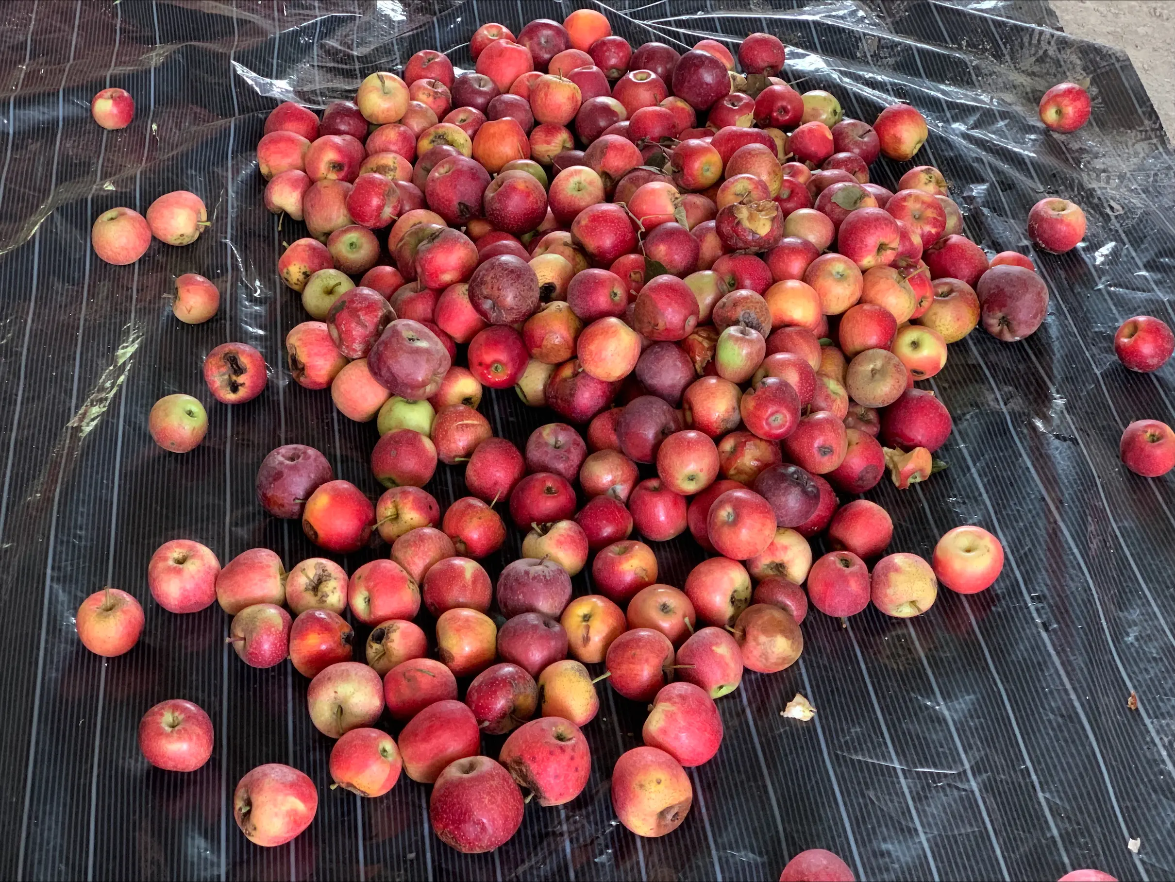 Erratic weather deals major blow to Kashmir’s apple industry