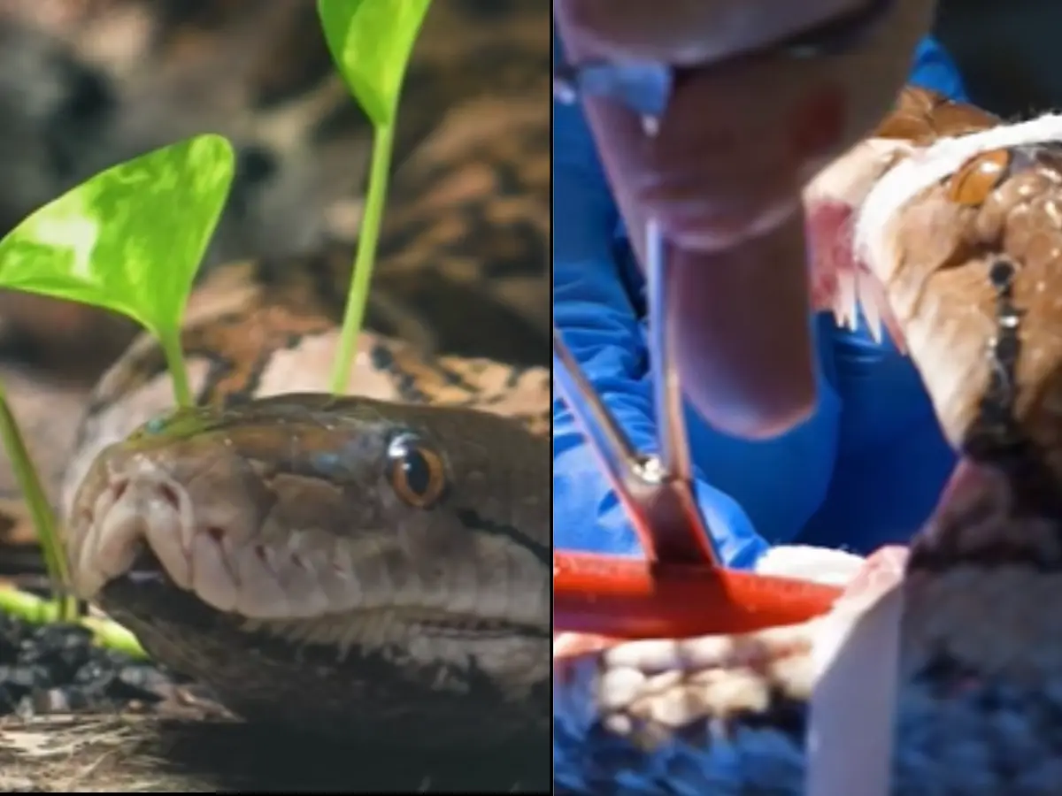 Human cancer treatment given to python 'Jodie Foster' at UK zoo proves successful Human cancer treatment given to python 'Jodie Foster' at UK zoo proves successful