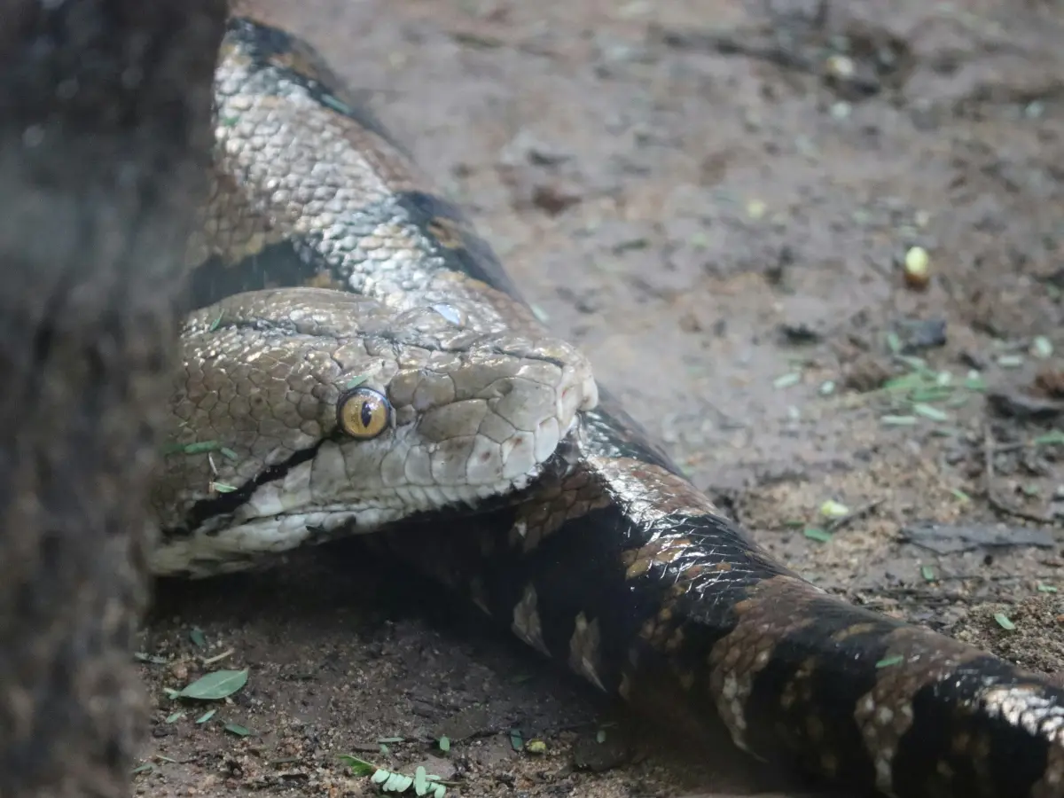 India tops list of most snake attacks in the world with 1.3mn cases every year, study finds