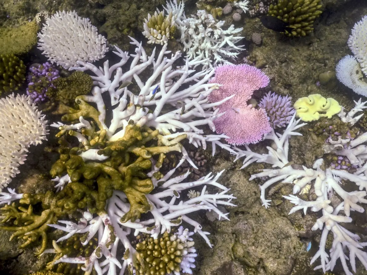 Sunken land inhabited 65,000 years ago discovered under Australia's Great Barrier Reef Sunken land inhabited 65,000 years ago discovered under Australia's Great Barrier Reef