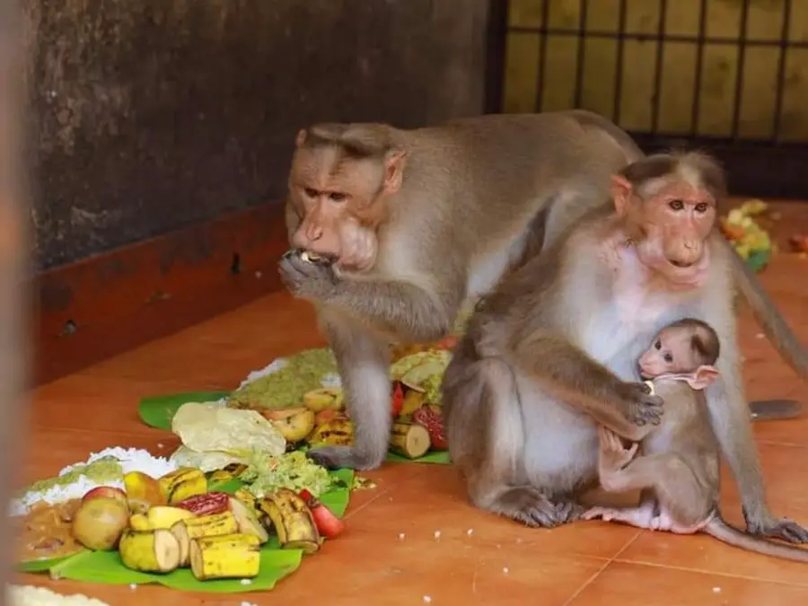 Unique Onam celebration: Inside Kerala's ancient temple where monkeys get royal feast