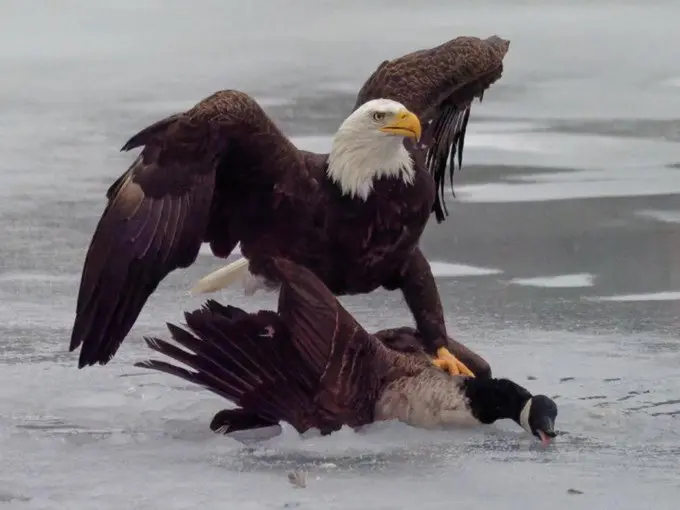 Gravitas: American eagle stokes trade war with Canada's goose