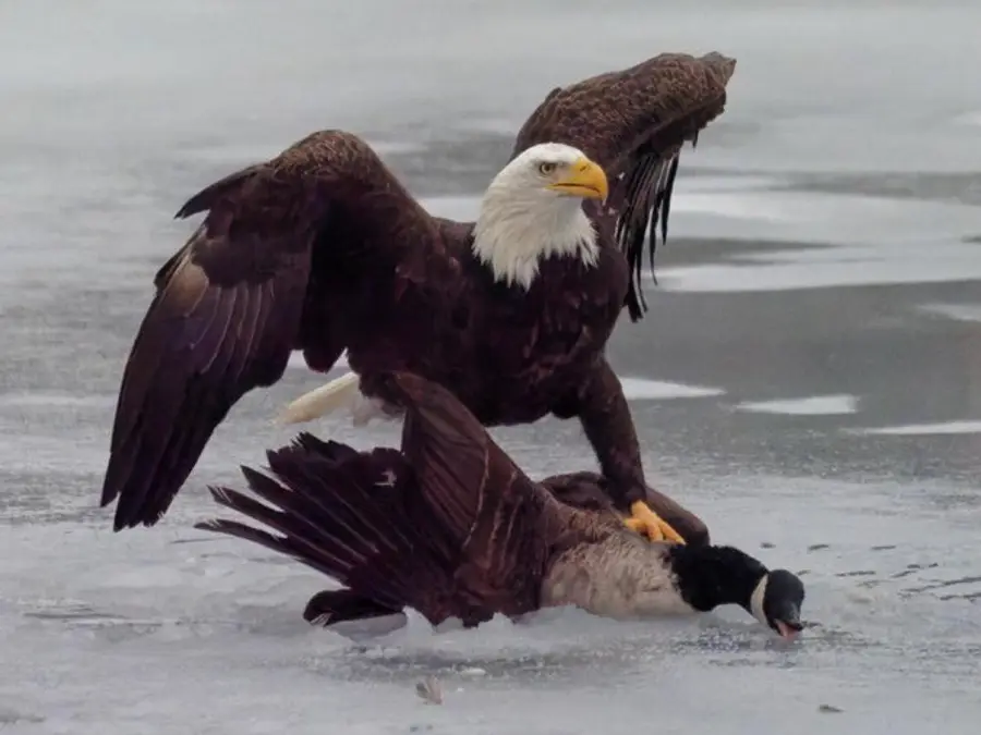 Gravitas: American eagle stokes trade war with Canada's goose
