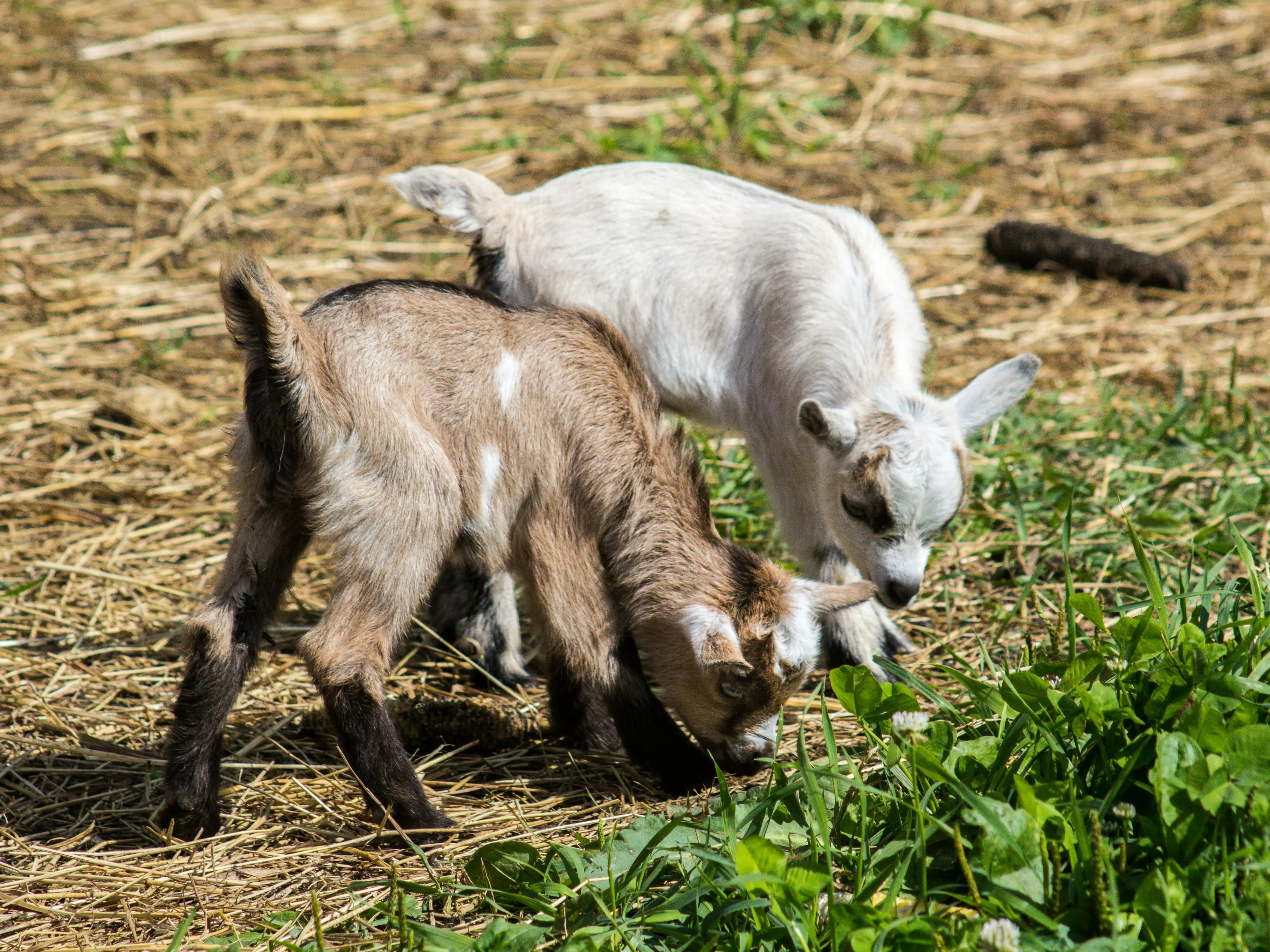 Rabies warning linked to North Carolina petting zoo after skunk infects baby goats Rabies warning linked to North Carolina petting zoo after skunk infects baby goats