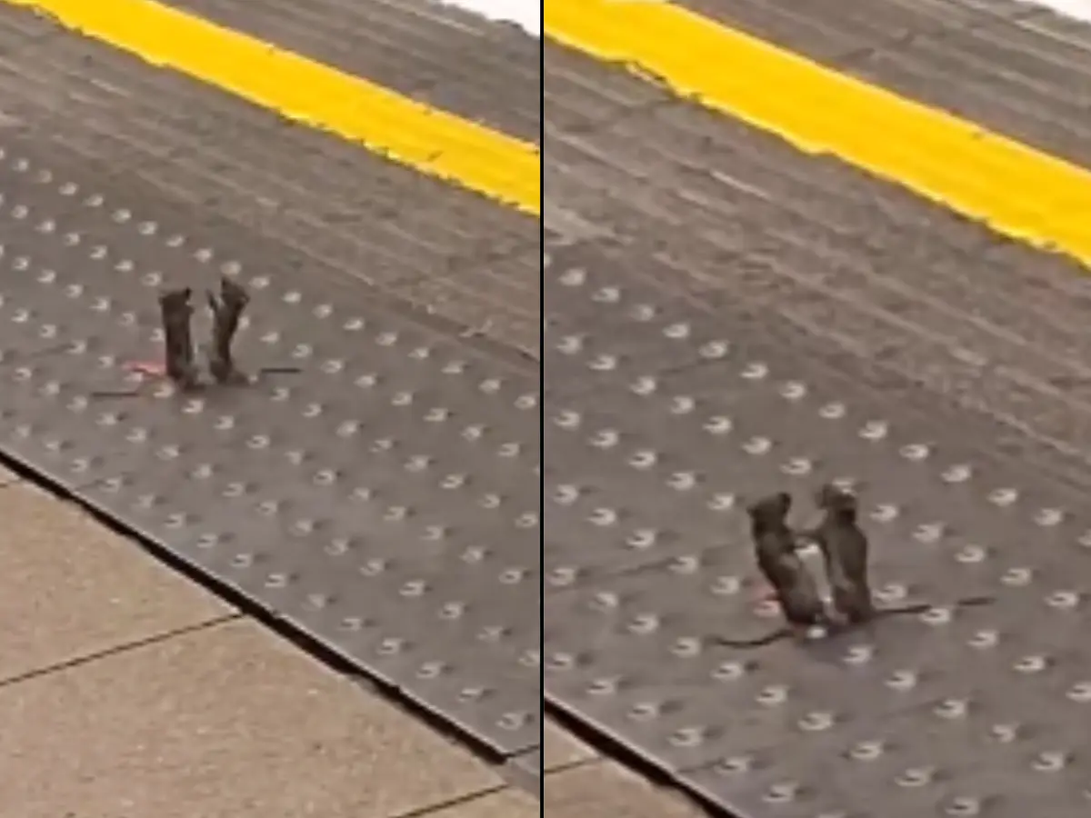 Two mice throw punches at a London tube station. People say American rats are fiercer - Video Two mice throw punches at a London tube station. People say American rats are fiercer - Video