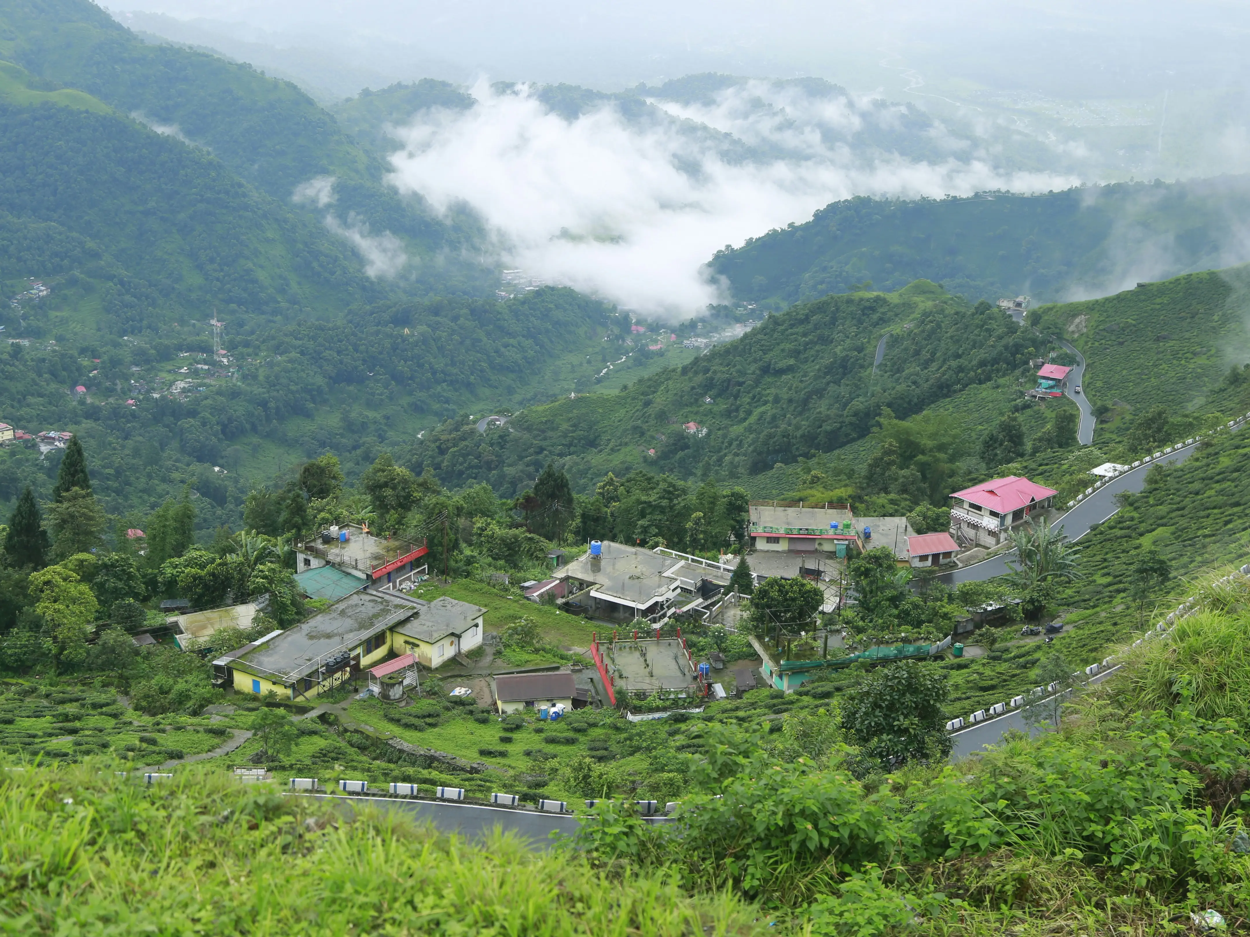 Gravitas | Darjeeling's tea industry faces uncertain future with 61% dip in production over 3 decades
