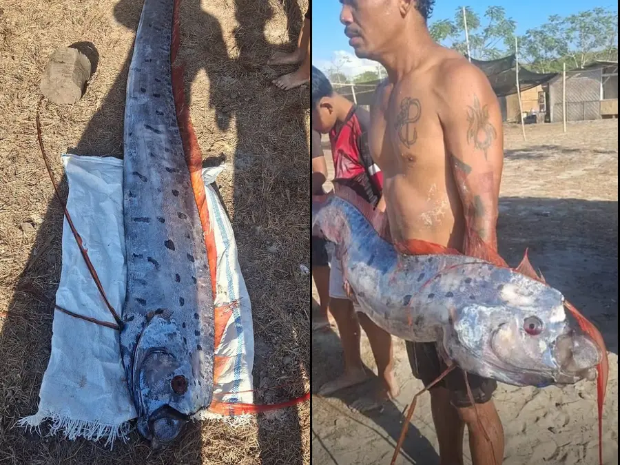 Doomsday fish washed ashore in Indonesia. 6 days later, 6 volcanoes erupted in the country