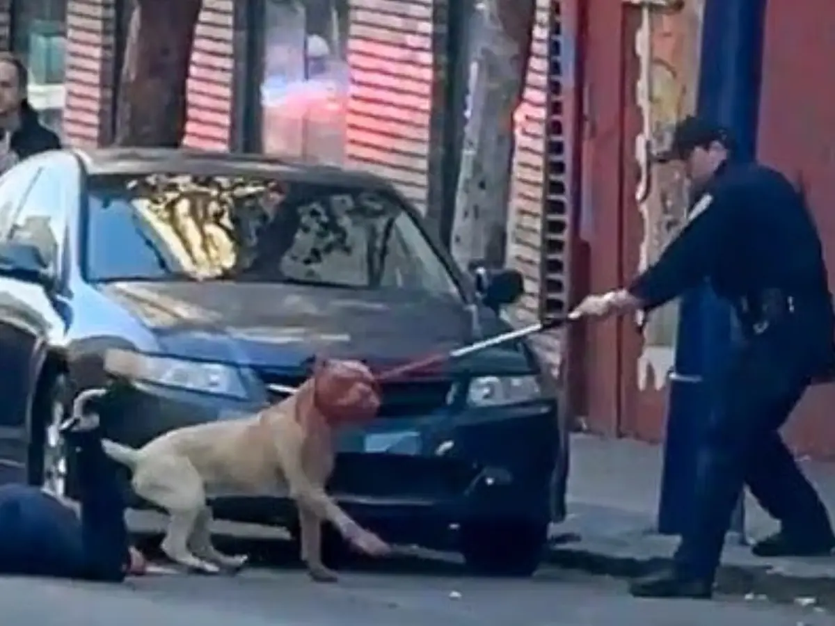 'Don't shoot the dog' - Pit bull kept attacking a woman for 15 minutes in San Francisco 'Don't shoot the dog' - Pit bull kept attacking a woman for 15 minutes in San Francisco