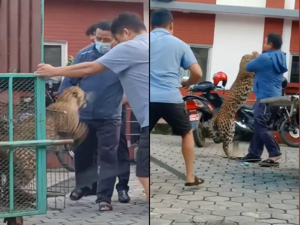 Wild escape: Sedated leopard breaks cage, launches savage attack on man - Watch Wild escape: Sedated leopard breaks cage, launches savage attack on man - Watch