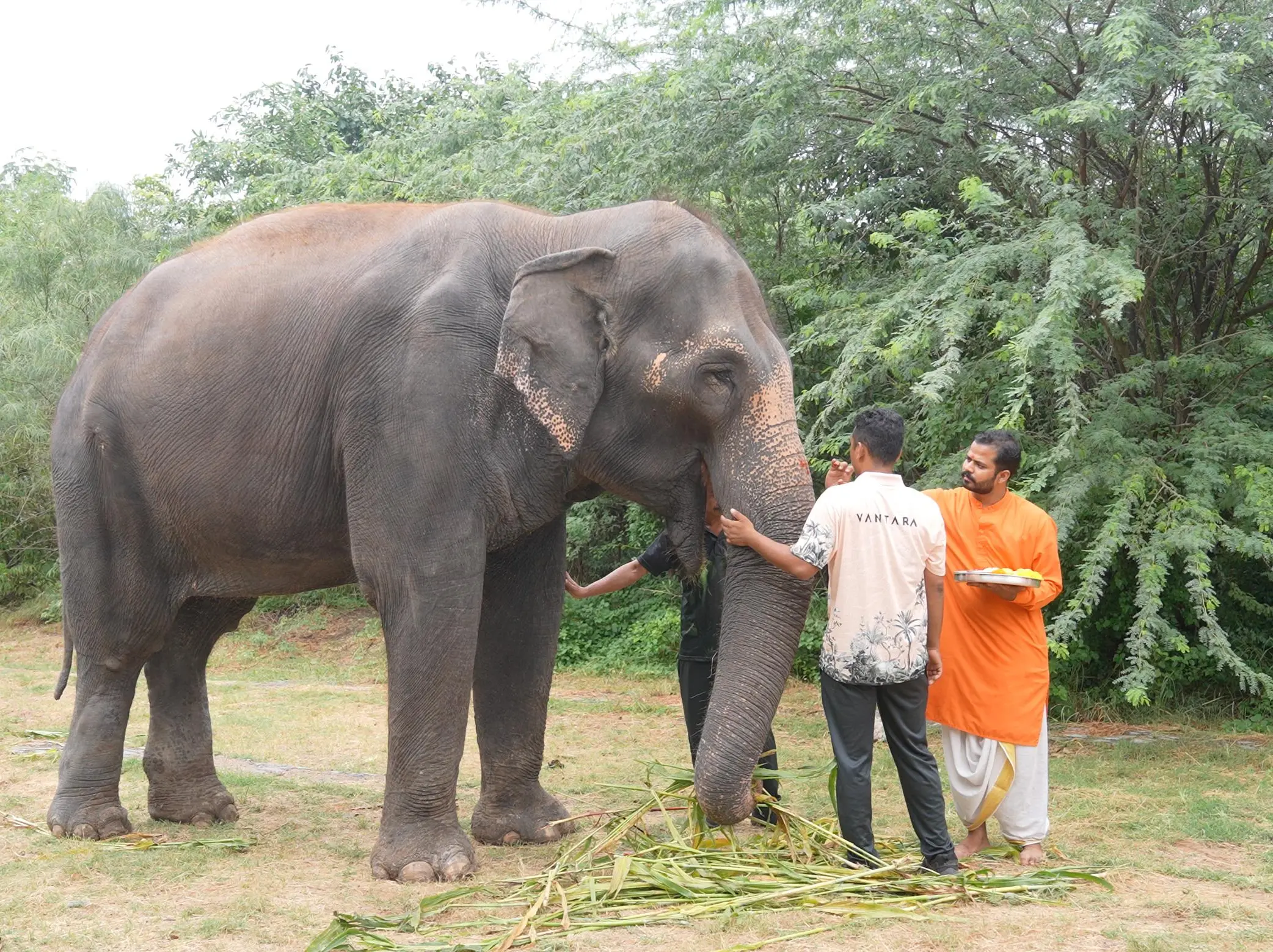 From severe mobility problems to recovery: Madhuri the elephant’s ...