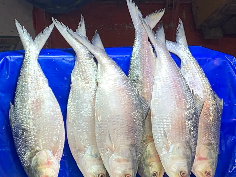 Indian importers urge Bangladesh to lift export ban on 'Hilsa' fish ahead of Durga Puja