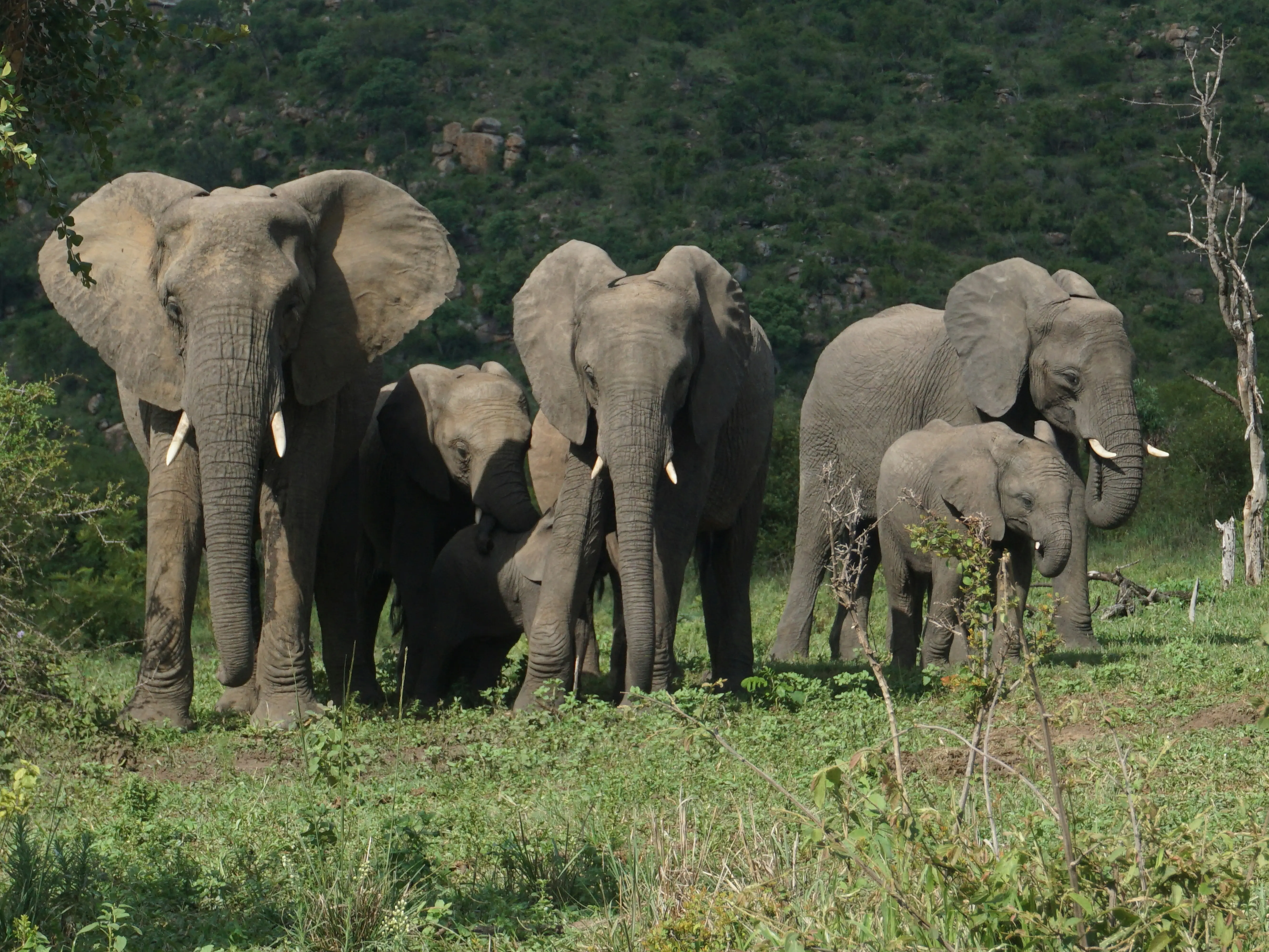 Elephants hide behind trees, stage surprise attack on poachers targeting rhinos in South Africa Elephants hide behind trees, stage surprise attack on poachers targeting rhinos in South Africa