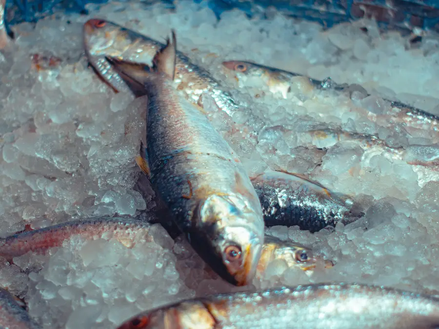 Hilsa diplomacy in reverse: What's driving India's surprise fish export surge