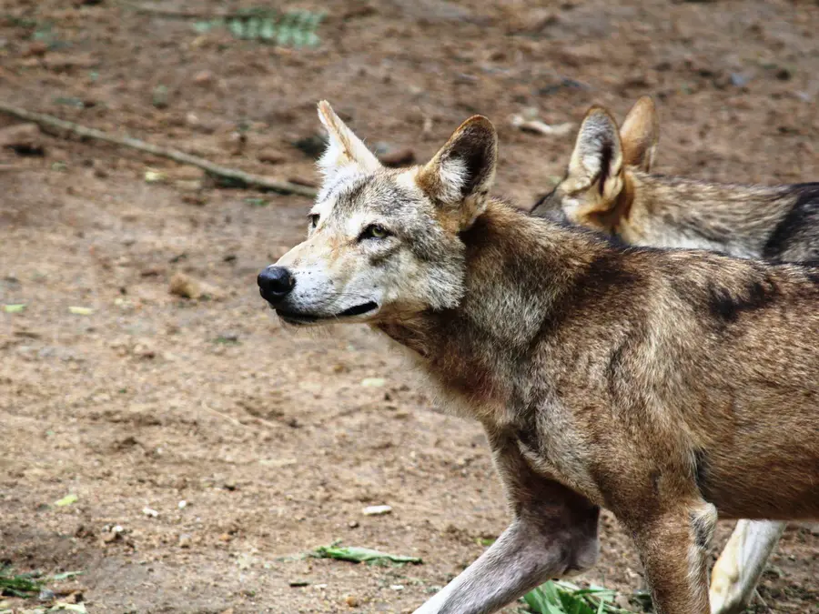 US endangered species law faces major shift as Trump memo narrows meaning of ‘take’. What changed?