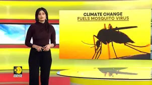 Climate change fuels global rise in Mosquito populations 