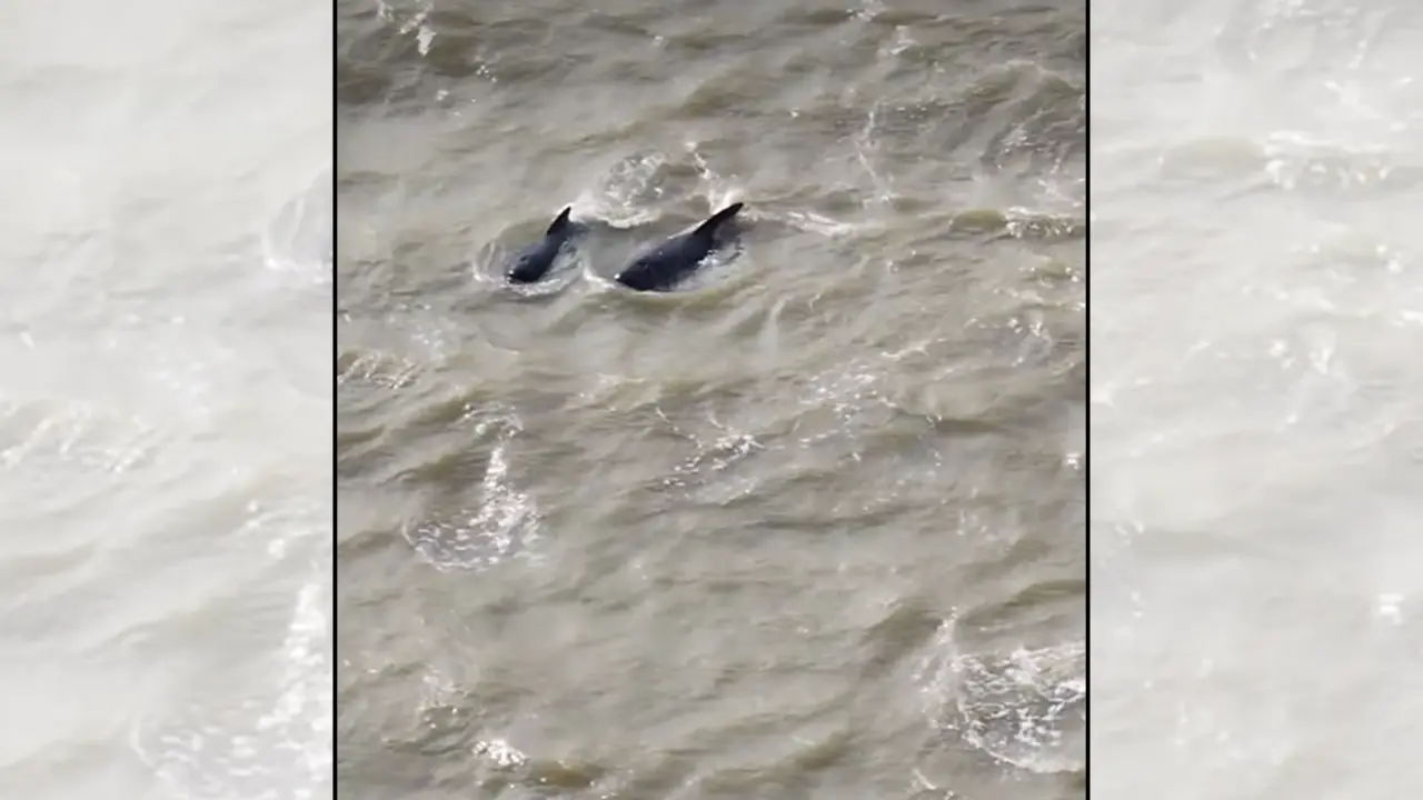 25 pilot whales lost in River Thames steered to sea in 'unusual' 6-hour operation