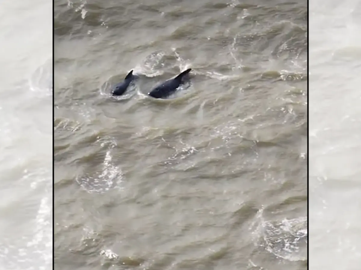 Rescuers steer 25 pilot whales out of River Thames